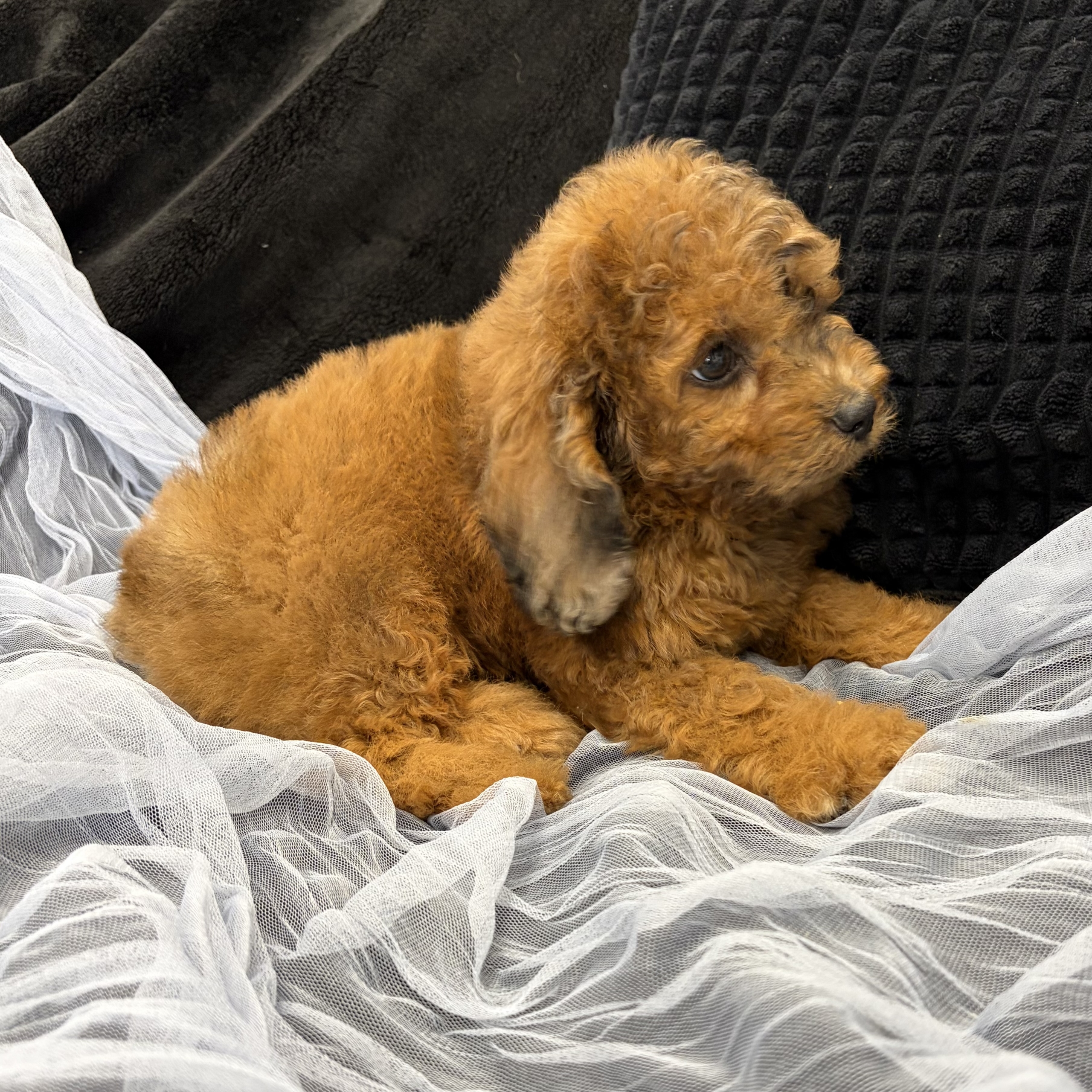 IMG_4581 Simon (Cavapoo) - Image 2