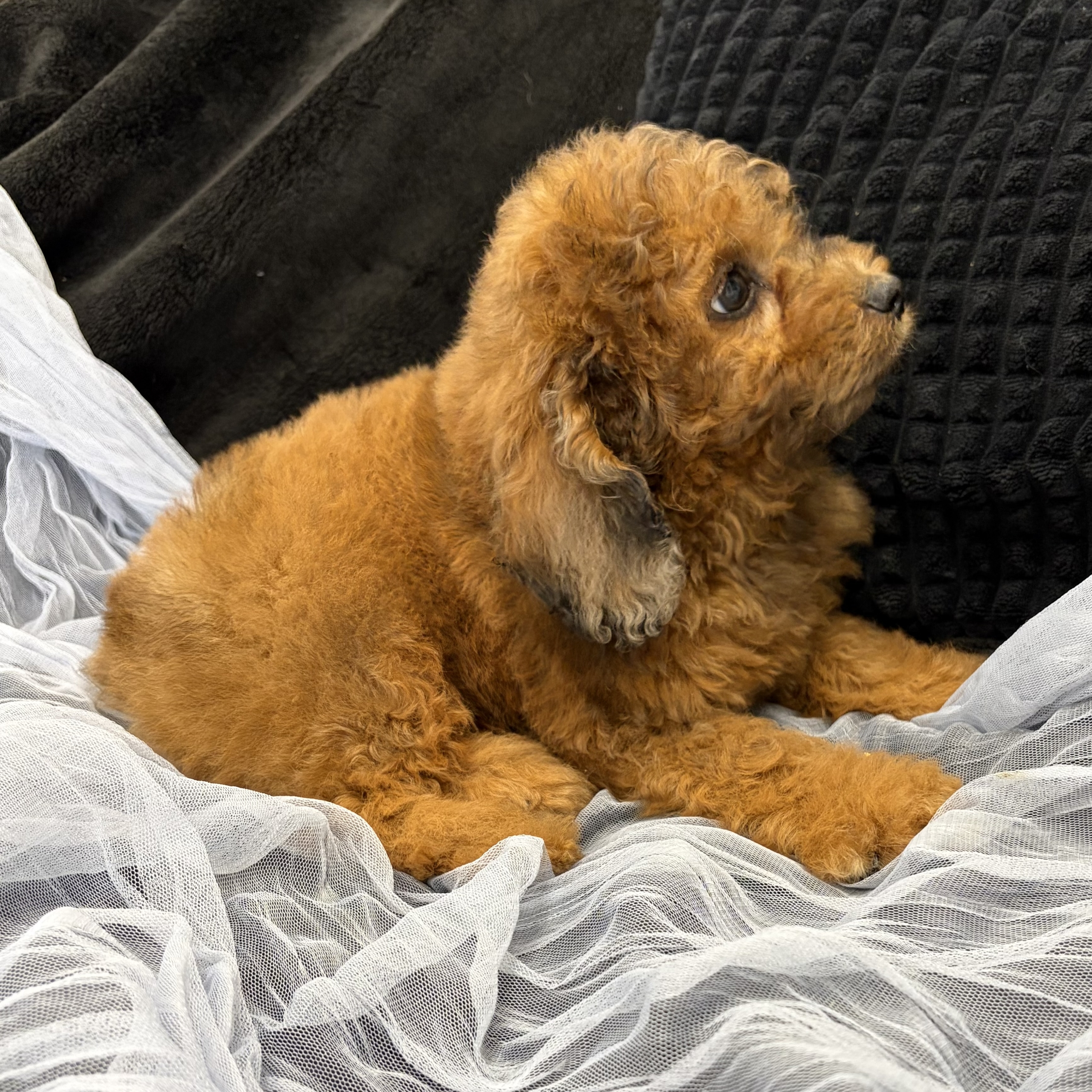 IMG_4583 Simon (Cavapoo) - Image 3