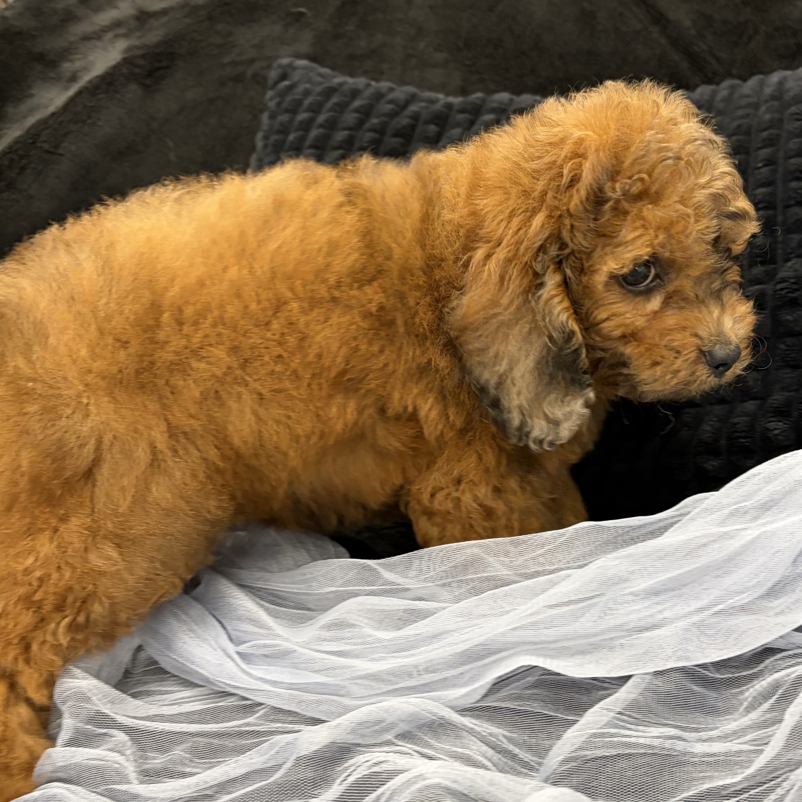 IMG_4588 Simon (Cavapoo) - Image 4