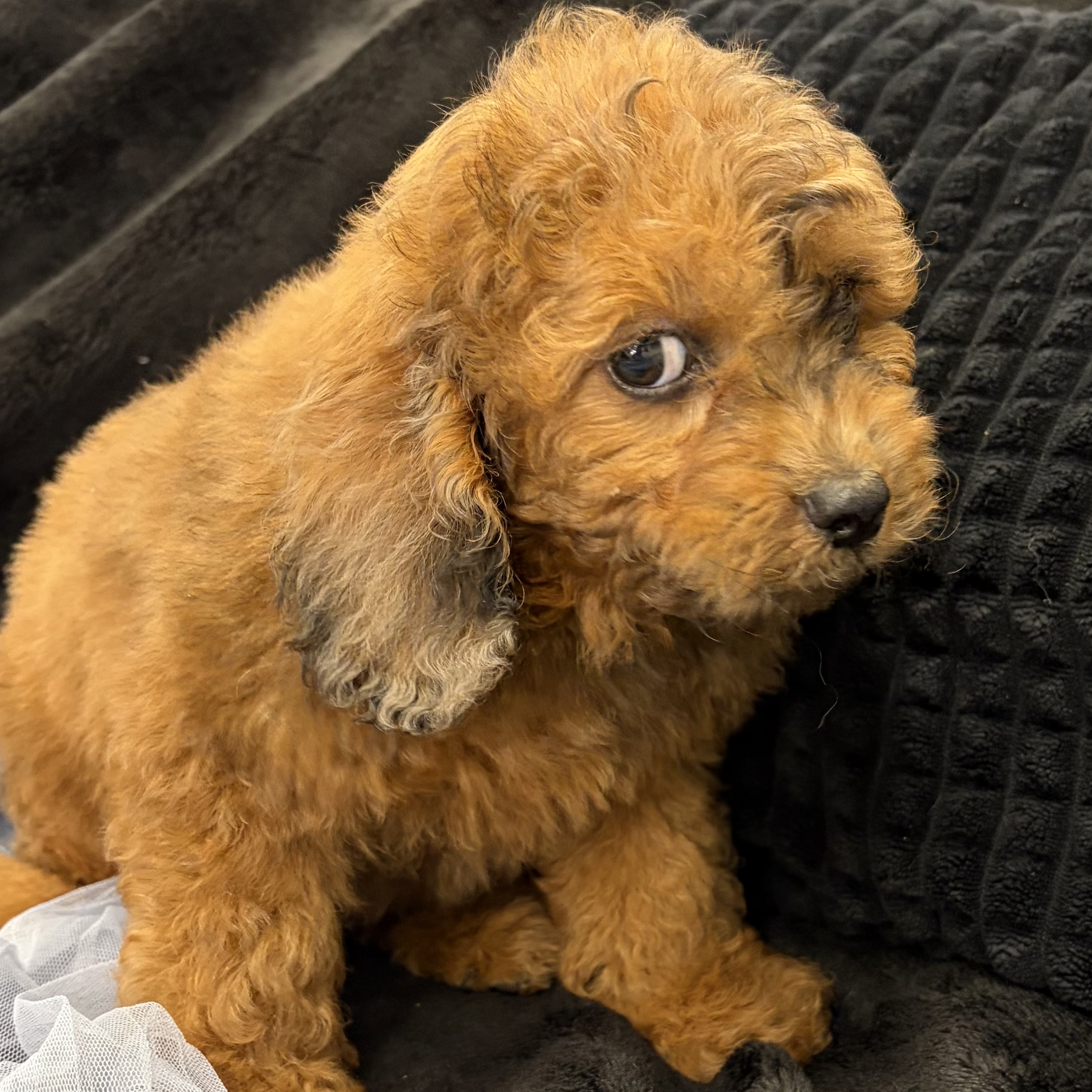IMG_4594 Simon (Cavapoo) - Image 5