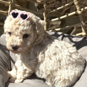 puppies for sale in boca raton