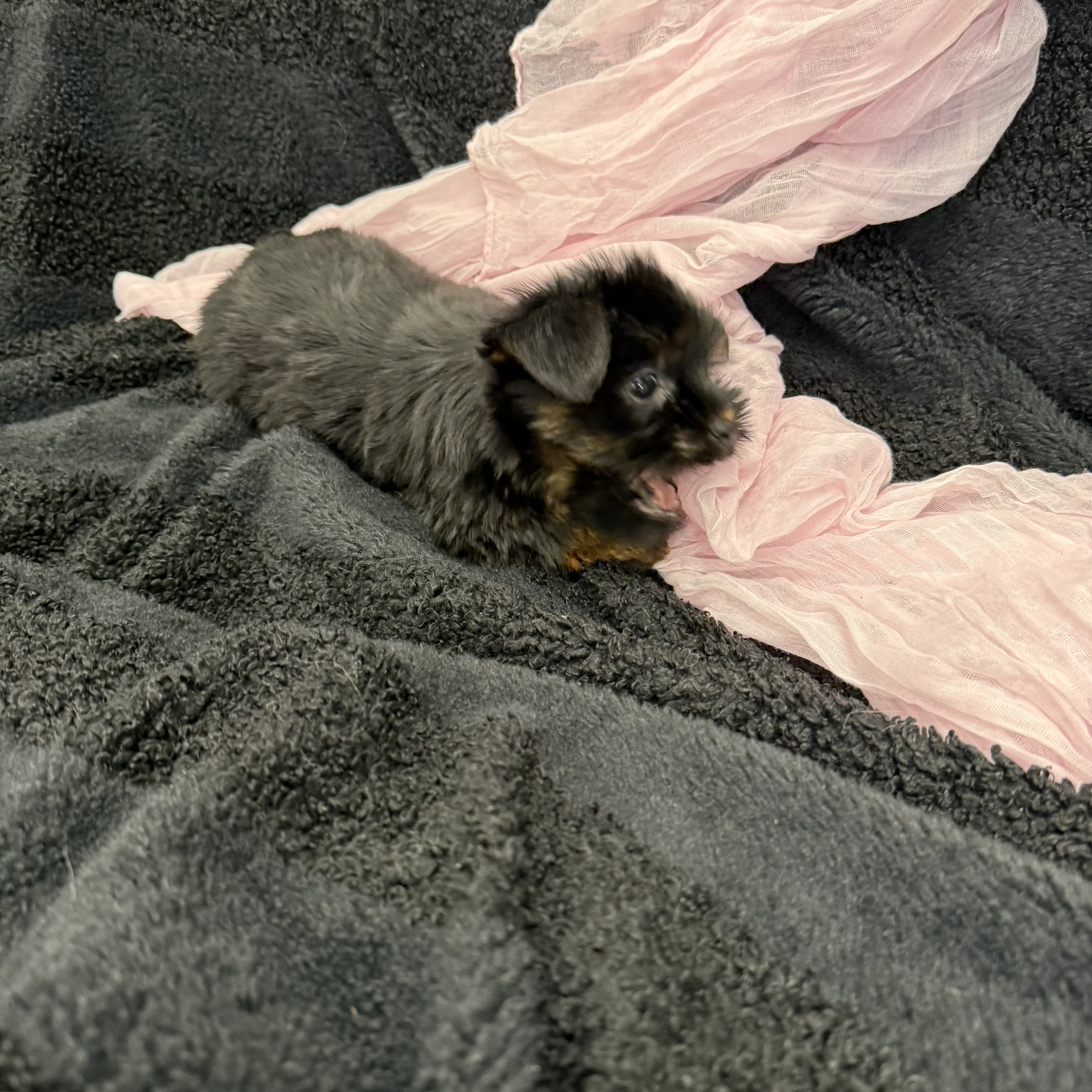 IMG_8175 Dutchess (Yorkiepoo) - Image 4