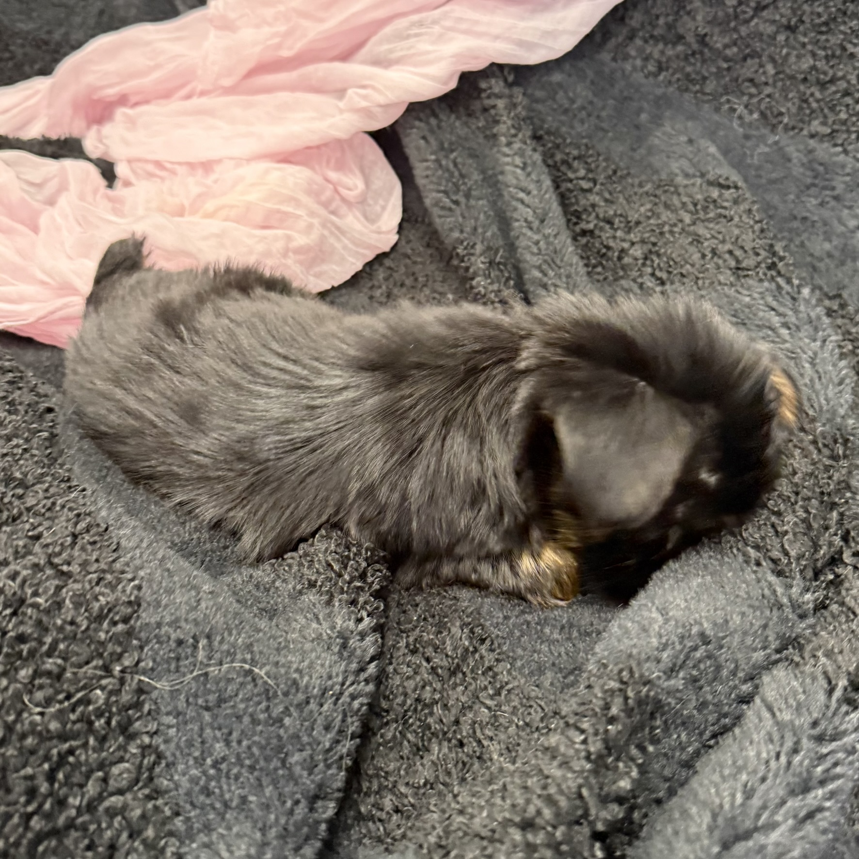 IMG_8182 Dutchess (Yorkiepoo) - Image 2