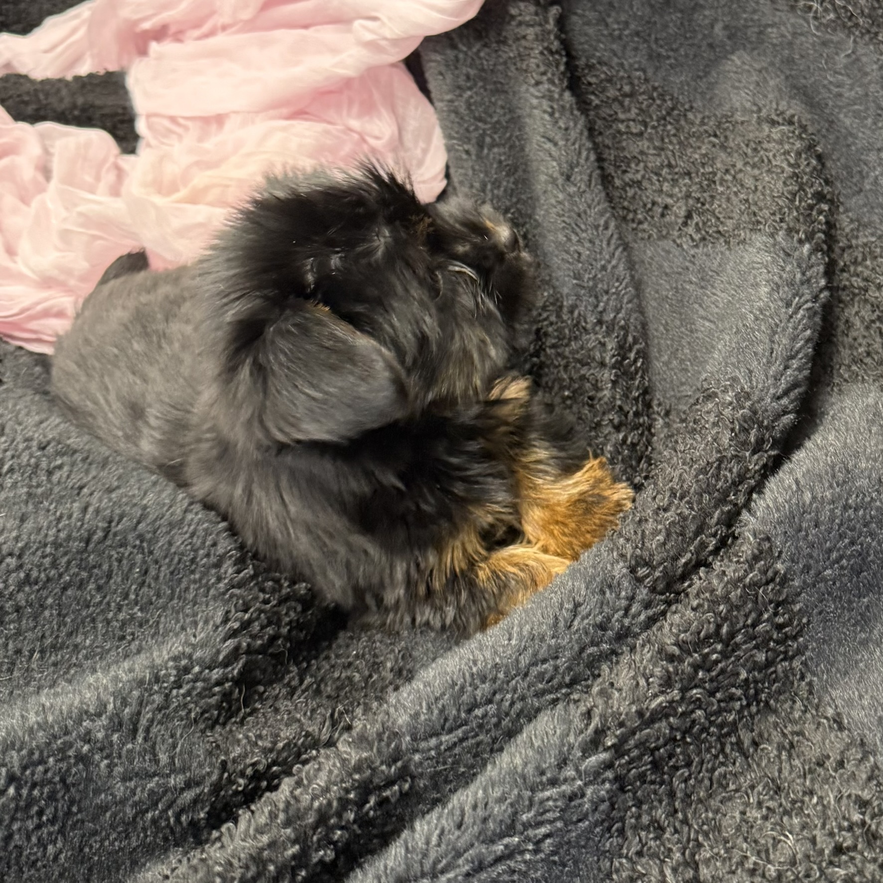 IMG_8183 Dutchess (Yorkiepoo) - Image 3