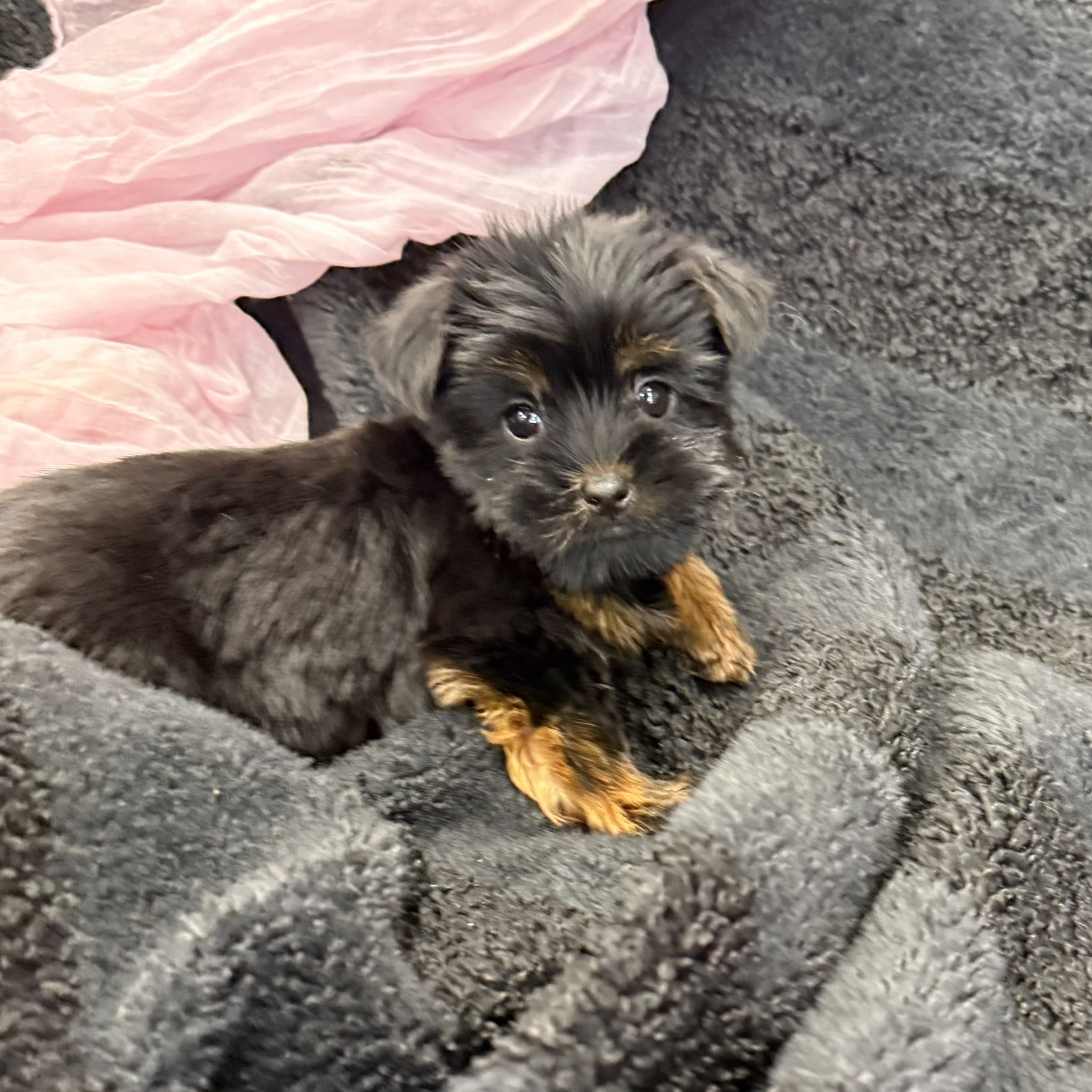 IMG_8185 Dutchess (Yorkiepoo)
