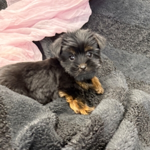 puppies for sale in boca raton