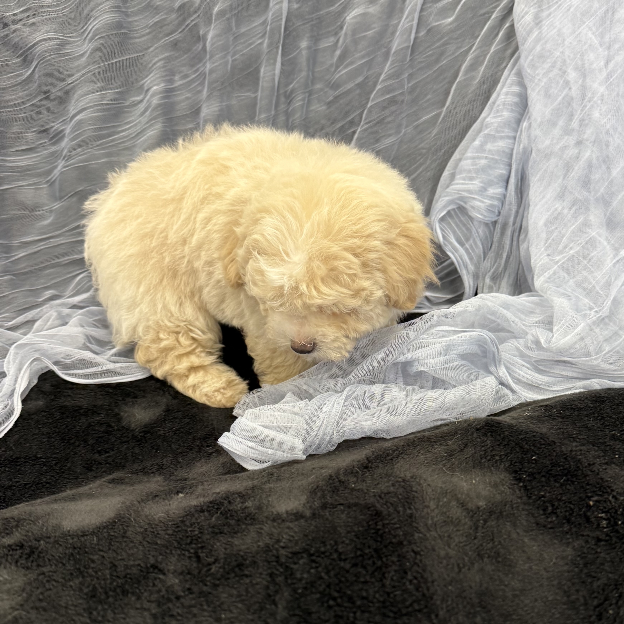 IMG_8275 Eastwood (Maltipoo) - Image 3