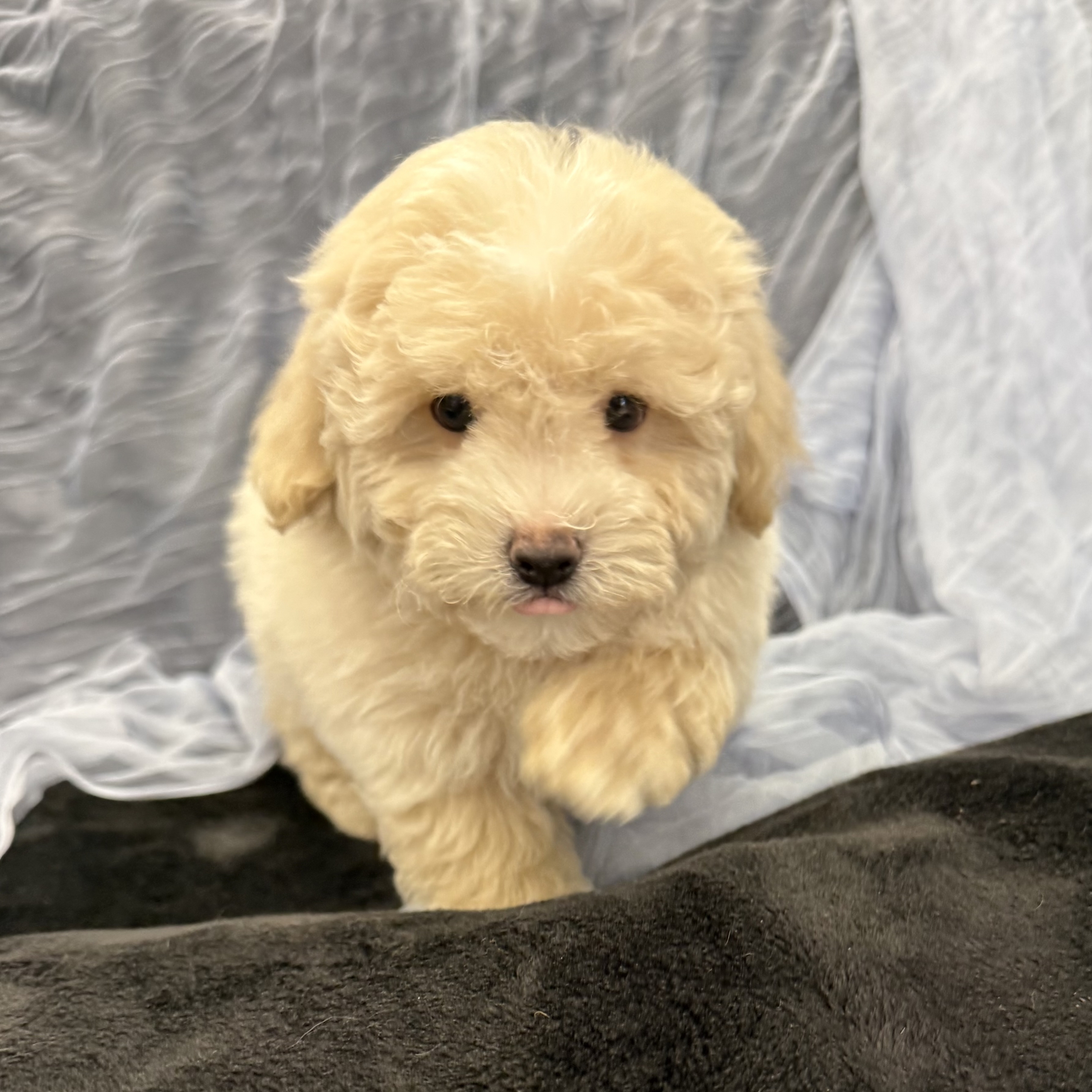 IMG_8276 Eastwood (Maltipoo) - Image 4