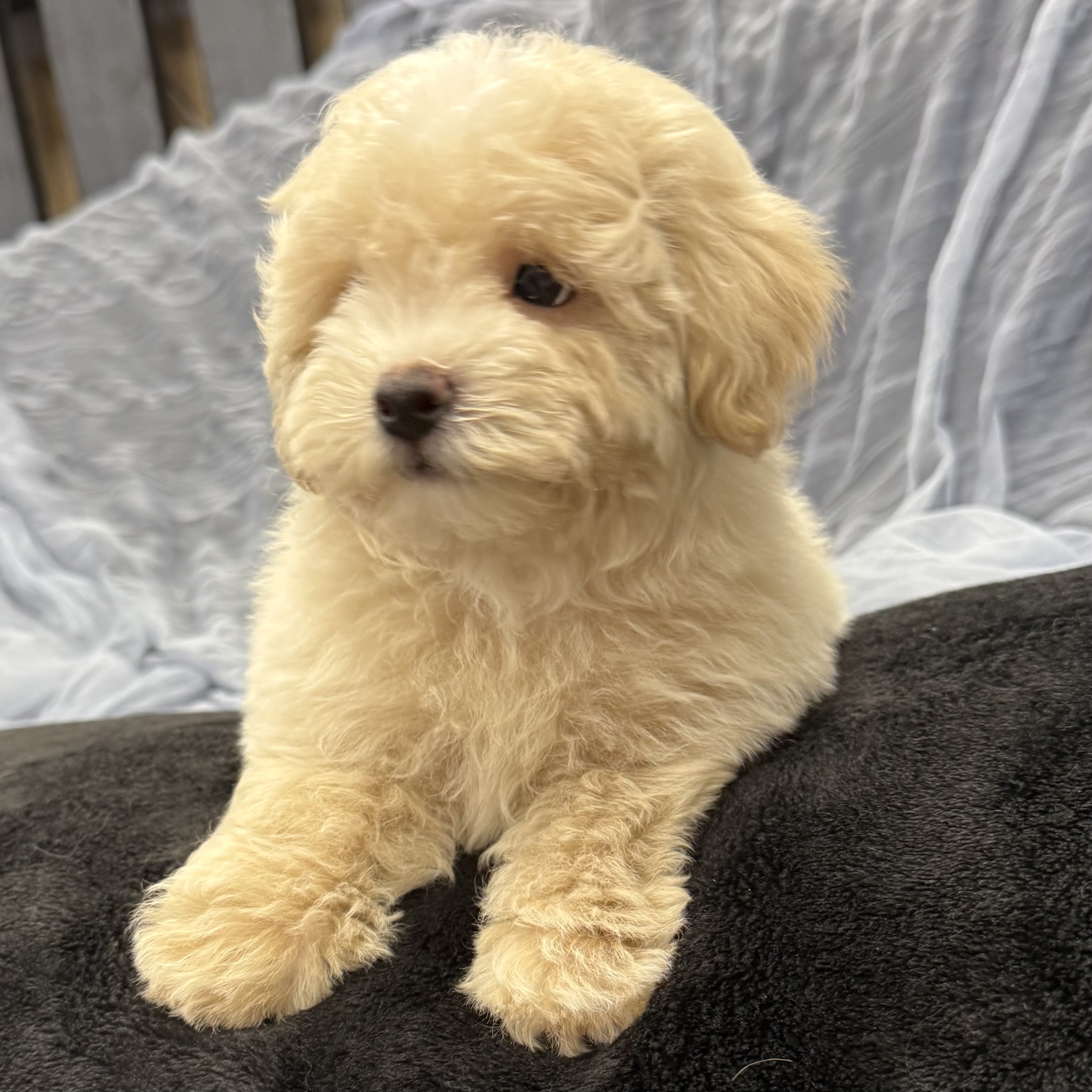 IMG_8279 Eastwood (Maltipoo) - Image 5