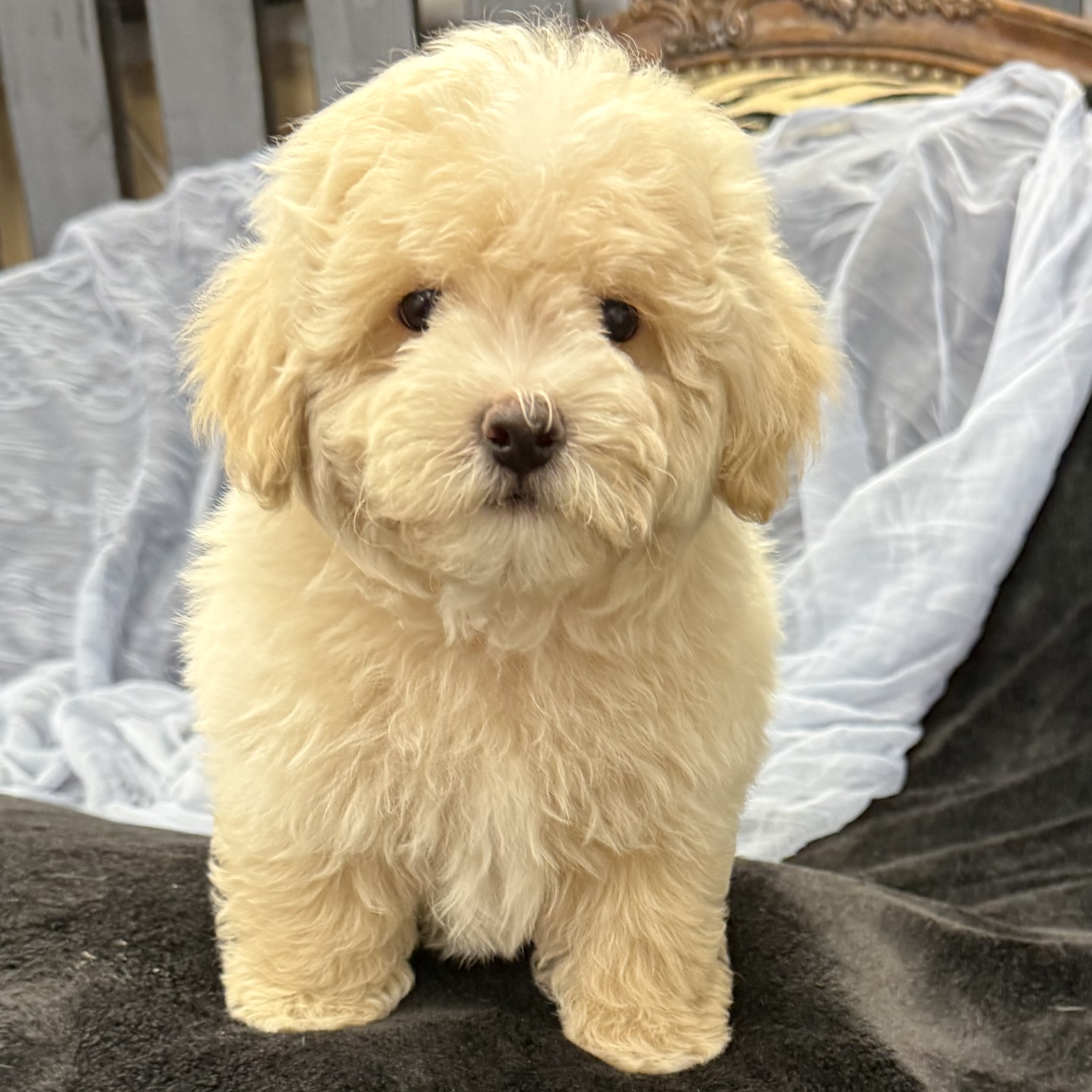 IMG_8282 Eastwood (Maltipoo)