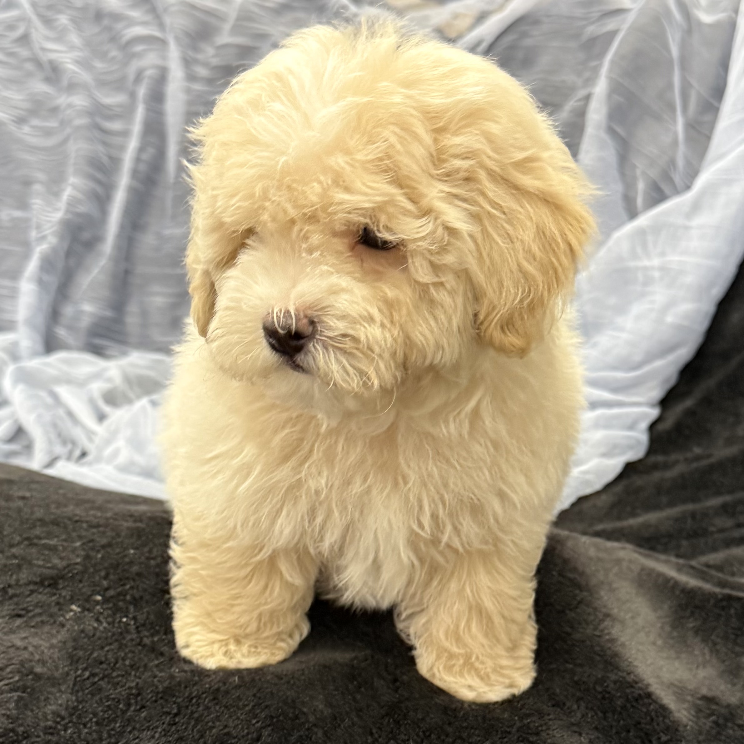 IMG_8283 Eastwood (Maltipoo) - Image 6