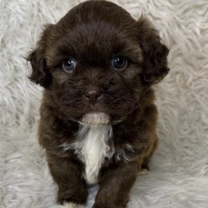 puppies for sale in boca raton
