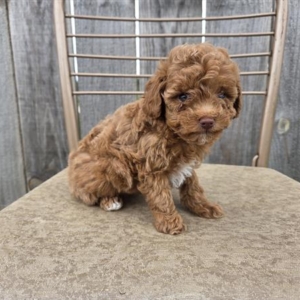 Boho (Toy Poodle) Still With Mommy