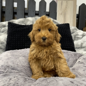 Victoria (Mini Golden Doodle)