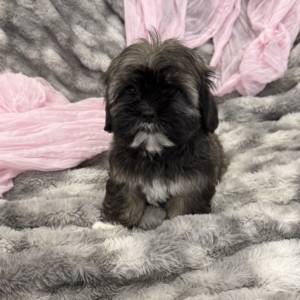 Chai (Hava-Shih)
