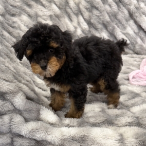 Sheryl (Toy Poodle)