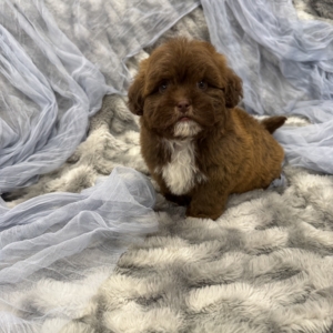 Mystery (Shih-Poo)