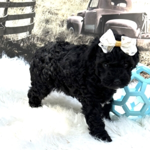 puppies for sale in boca raton
