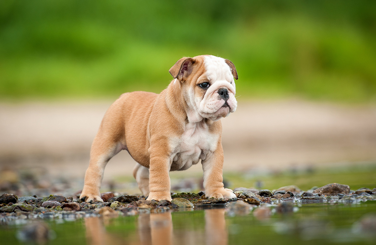 puppies for sale in boca raton