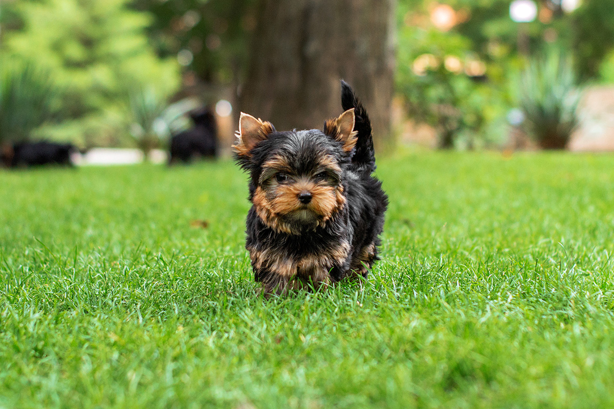 puppies for sale in boca raton