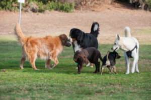puppies for sale in boca raton