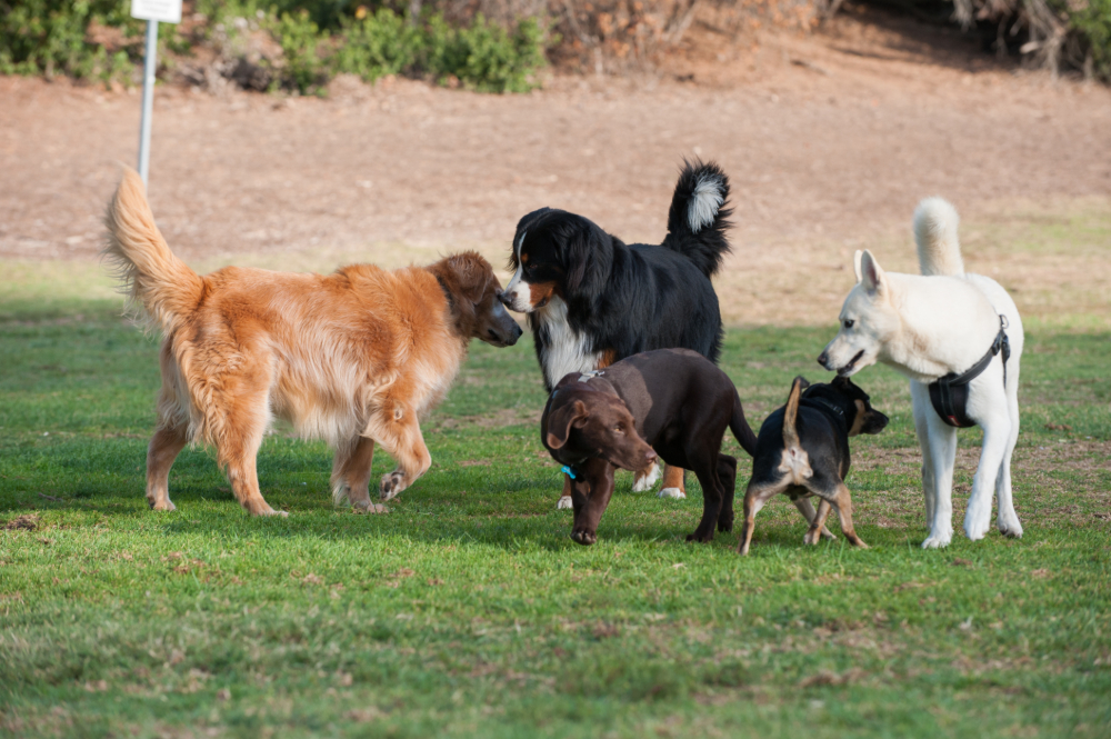 What Are the Best Puppy Socialization Tips?