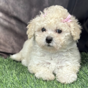 puppies for sale in boca raton