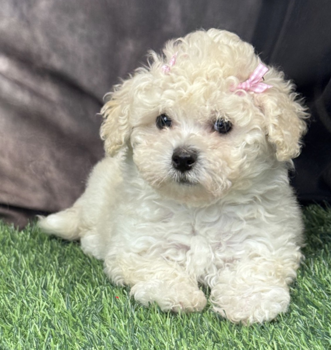 Screenshot Millie (Bichapoo)