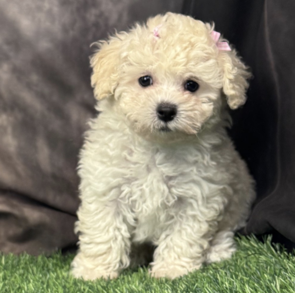 Screenshot Millie (Bichapoo) - Image 2