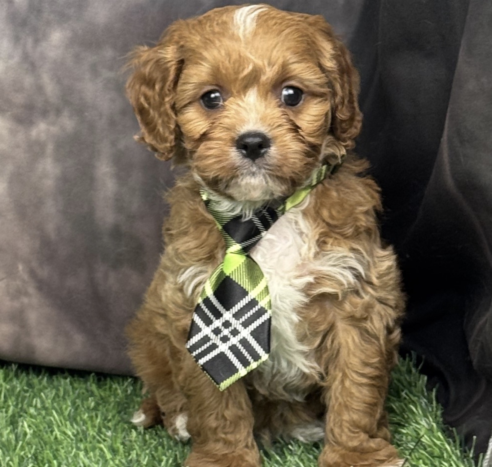 Screenshot Studley (Cavapoo) Still With Mommy - Image 2