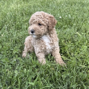 puppies for sale in boca raton