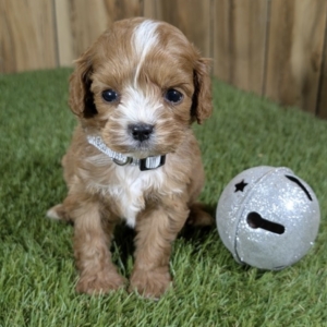 puppies for sale in boca raton