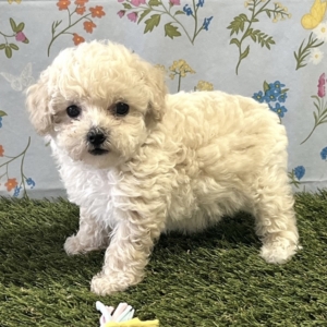 puppies for sale in boca raton