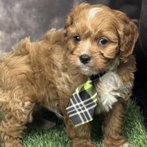 puppies for sale in boca raton