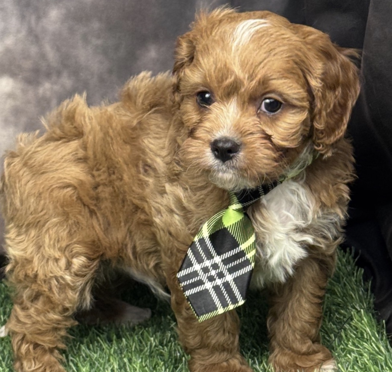Screenshot Studley (Cavapoo) Still With Mommy