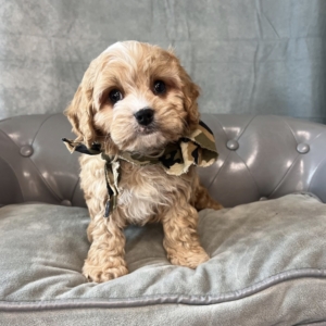 Calvin Klein (Cavapoo) Still With Mommy