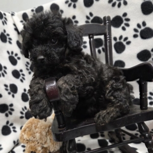 Petunia (Toy Poodle) Still With Mommy