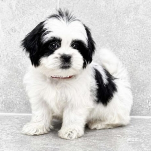 Shasta (Shih-Tzu) Still With Mommy