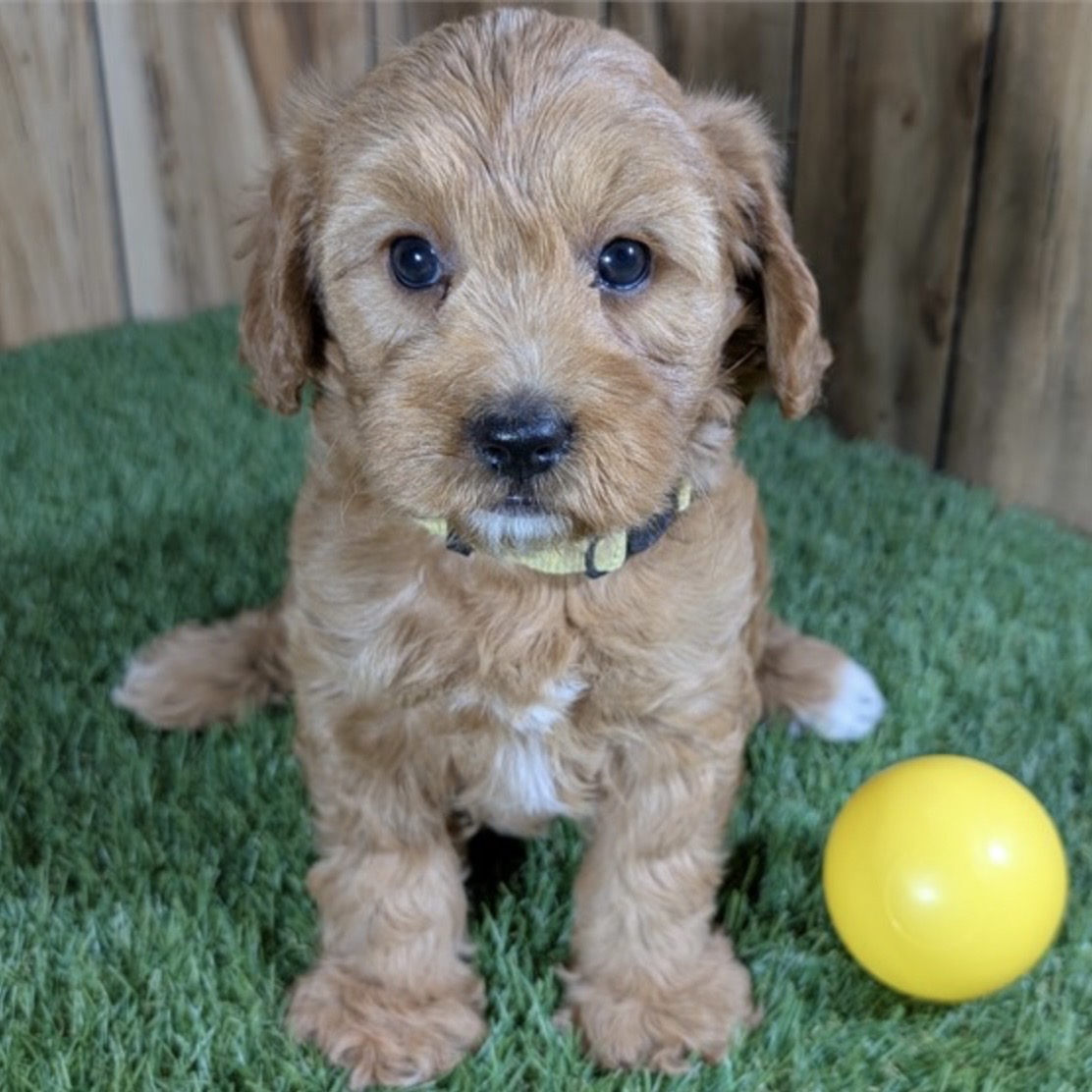 Screenshot Cinnamon (Cavapoo) Still With Mommy - Image 4