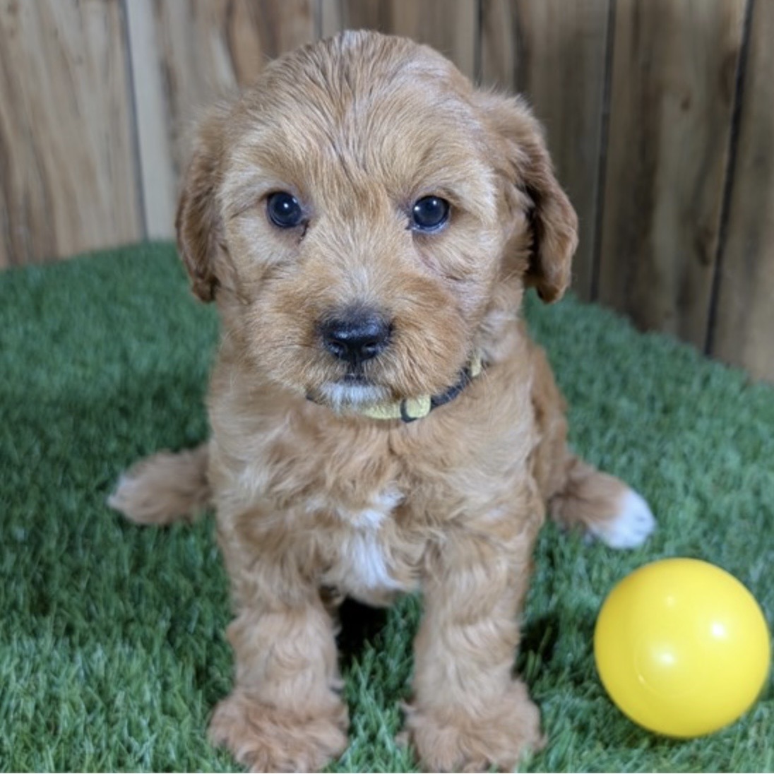 Screenshot Cinnamon (Cavapoo) Still With Mommy
