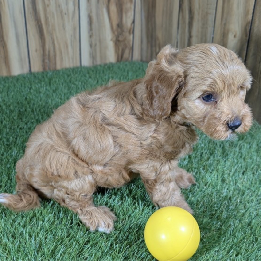 Screenshot Cinnamon (Cavapoo) Still With Mommy - Image 2