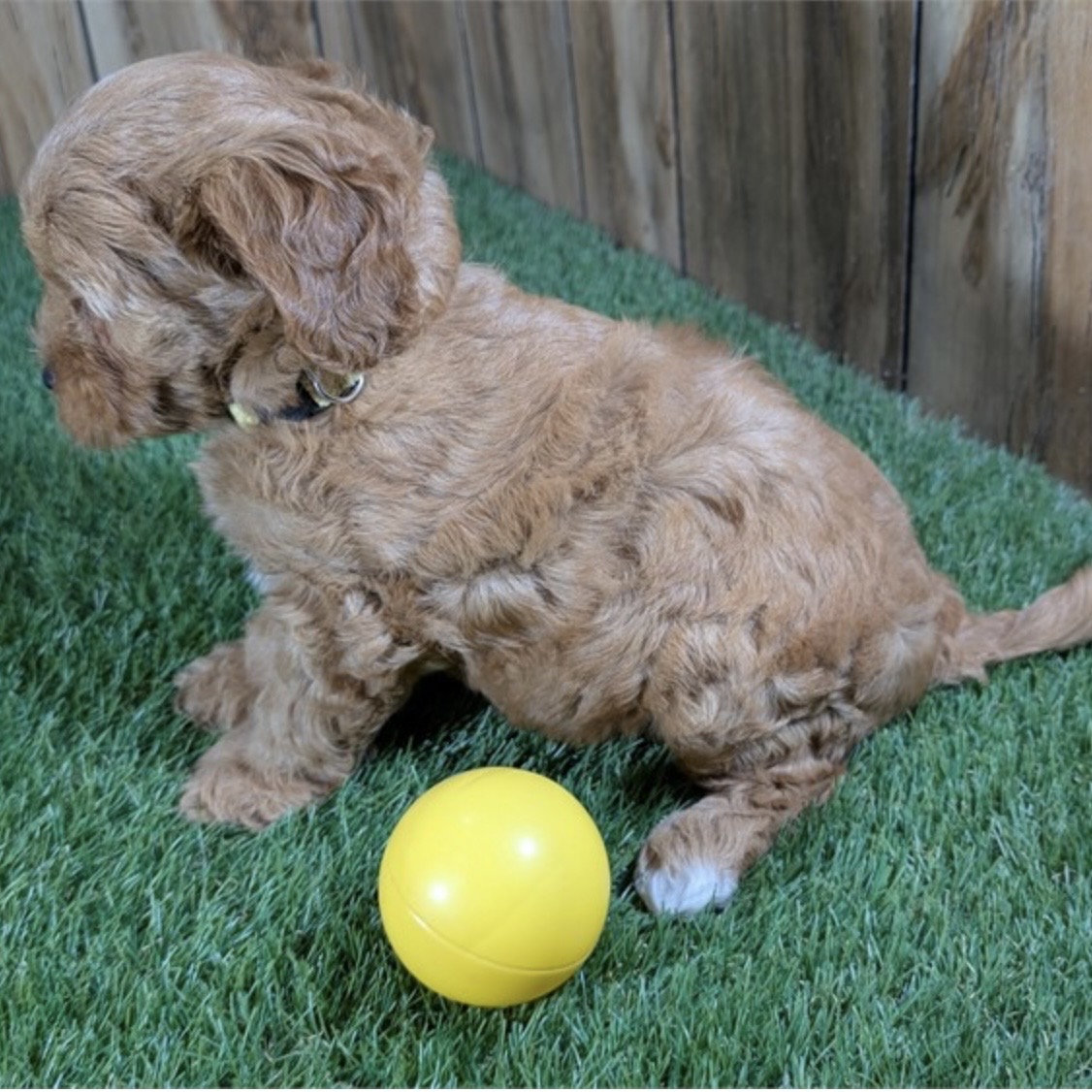 Screenshot Cinnamon (Cavapoo) Still With Mommy - Image 3