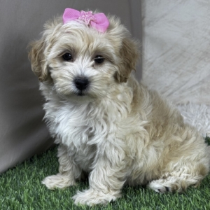 puppies for sale in boca raton
