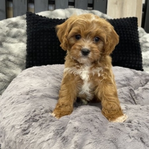 puppies for sale in boca raton