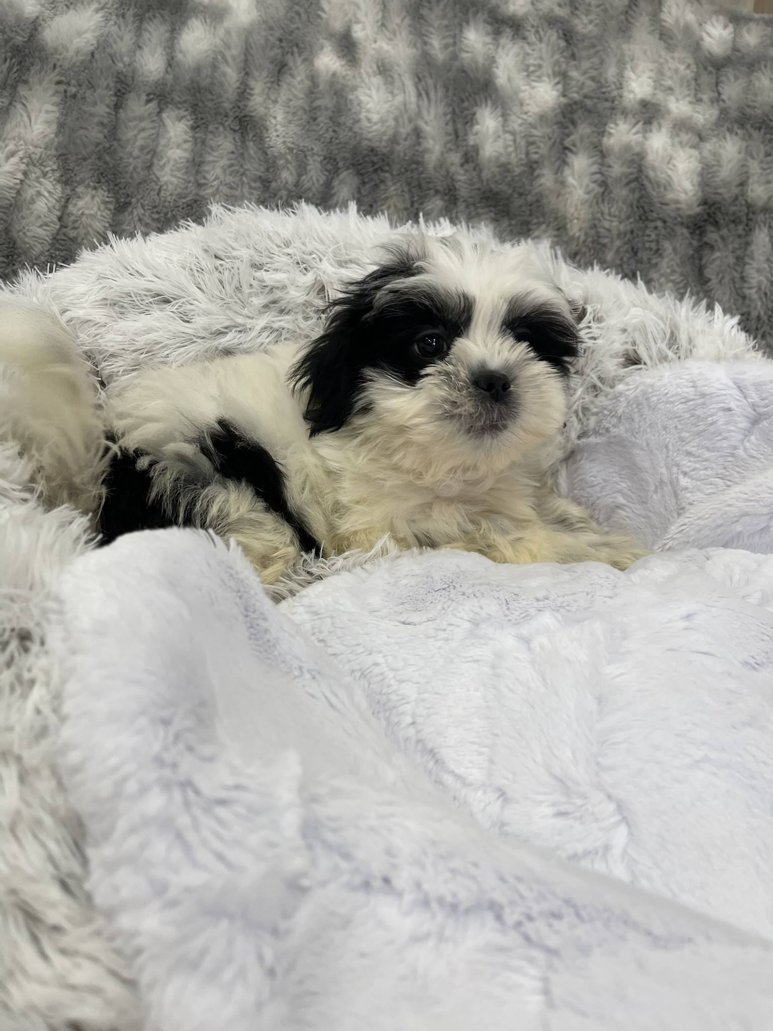 IMG_3579 Shasta (Shih-Tzu) - Image 4