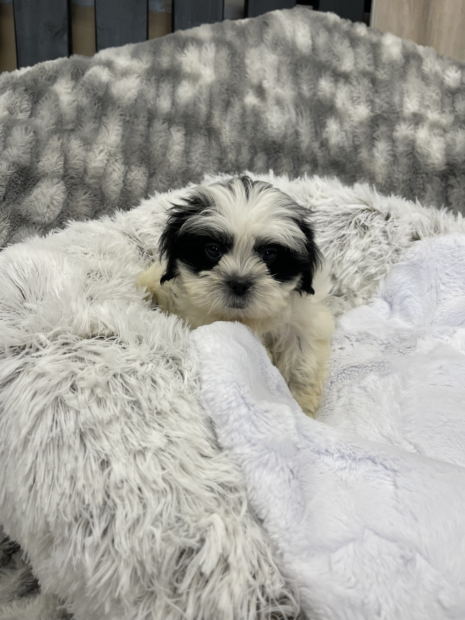 IMG_3583 Shasta (Shih-Tzu) - Image 7