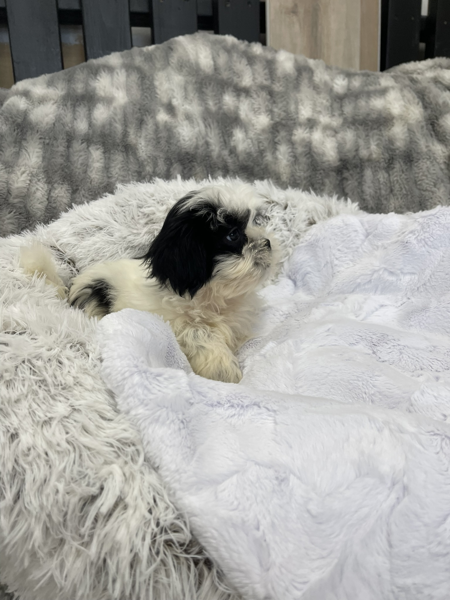 IMG_3586 Shasta (Shih-Tzu) - Image 2