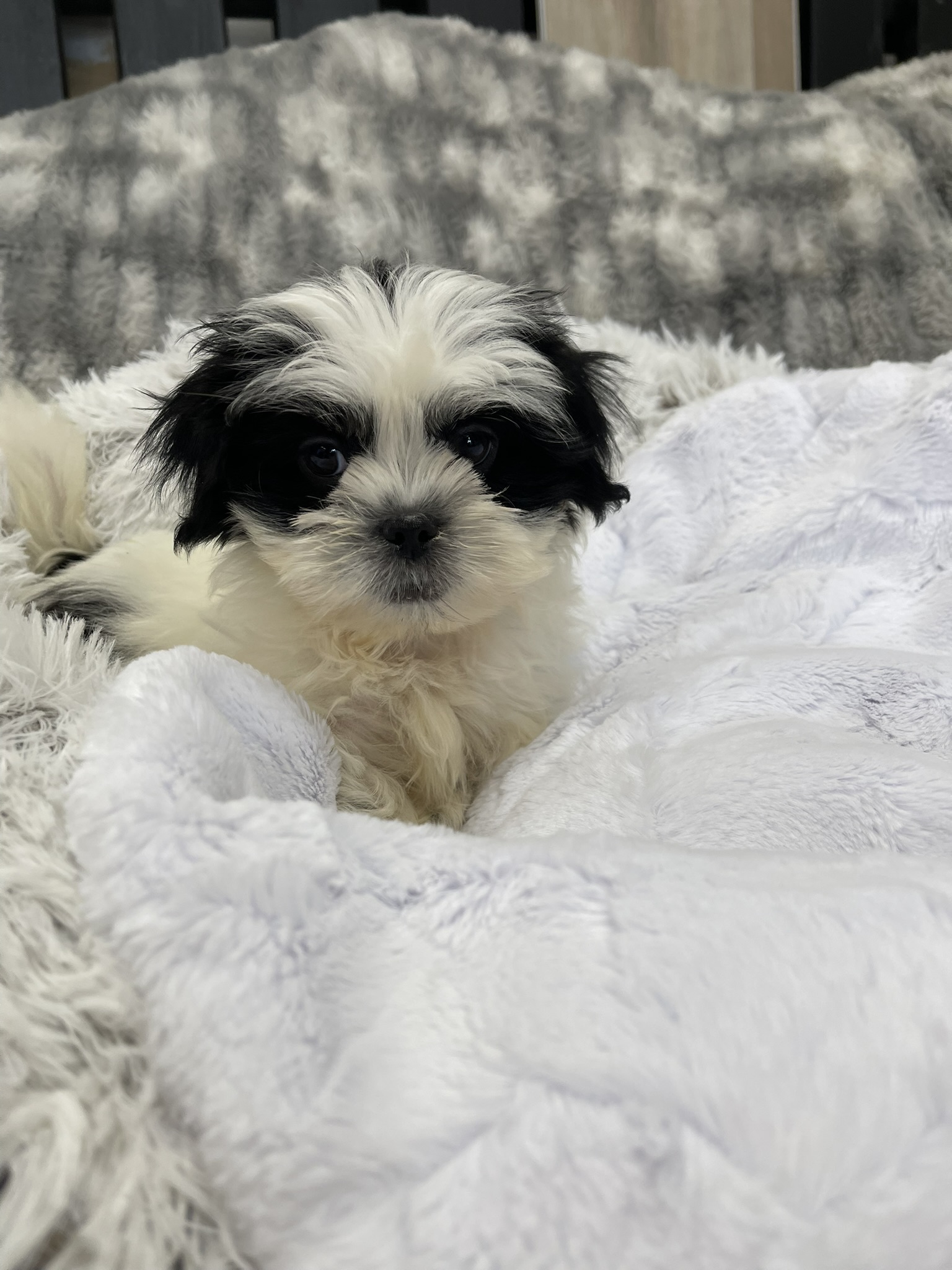 IMG_3606 Shasta (Shih-Tzu) - Image 3