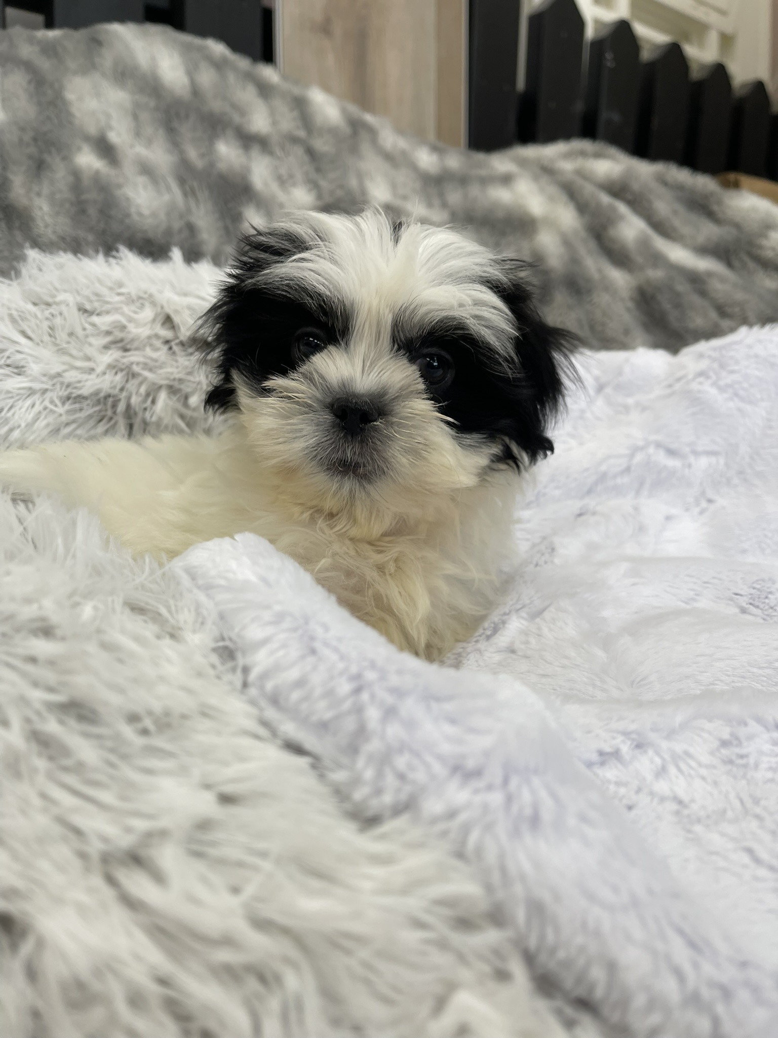 IMG_3609 Shasta (Shih-Tzu) - Image 8