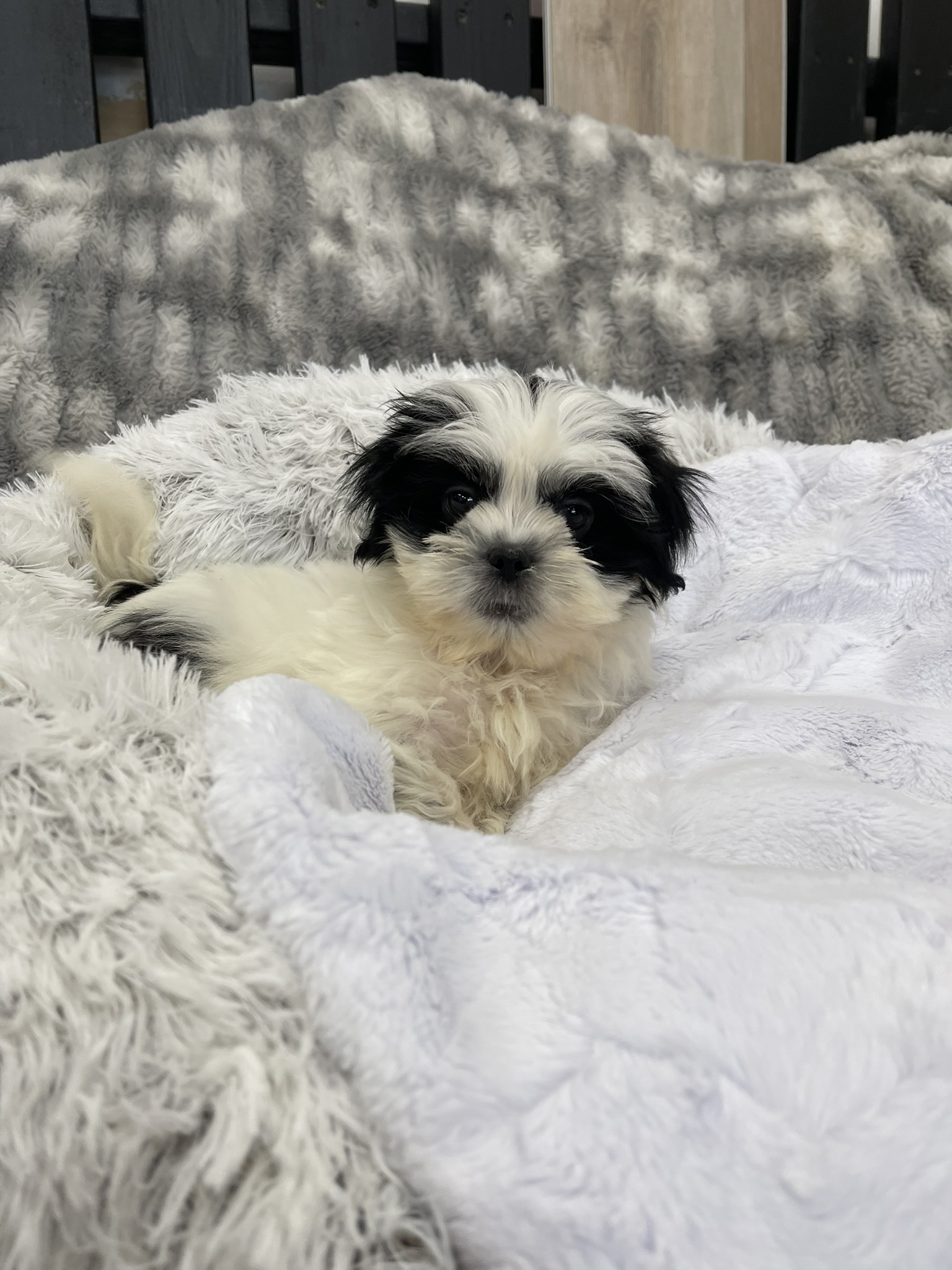 IMG_3616 Shasta (Shih-Tzu) - Image 5